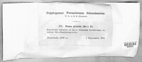 Fomitopsis pinicola image